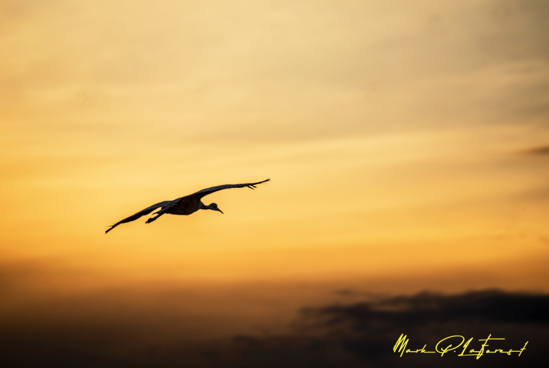 /gallery/north_america/USA/NM/bosque del apache/Bosque Del Apache Dec 2018-016_med.jpg